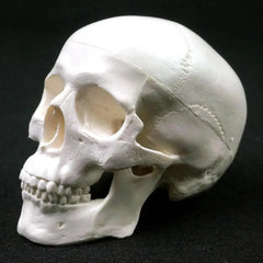 Modelo anatômico de crânio humano