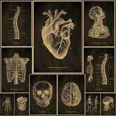 Cartaz de Anatomia Dourado