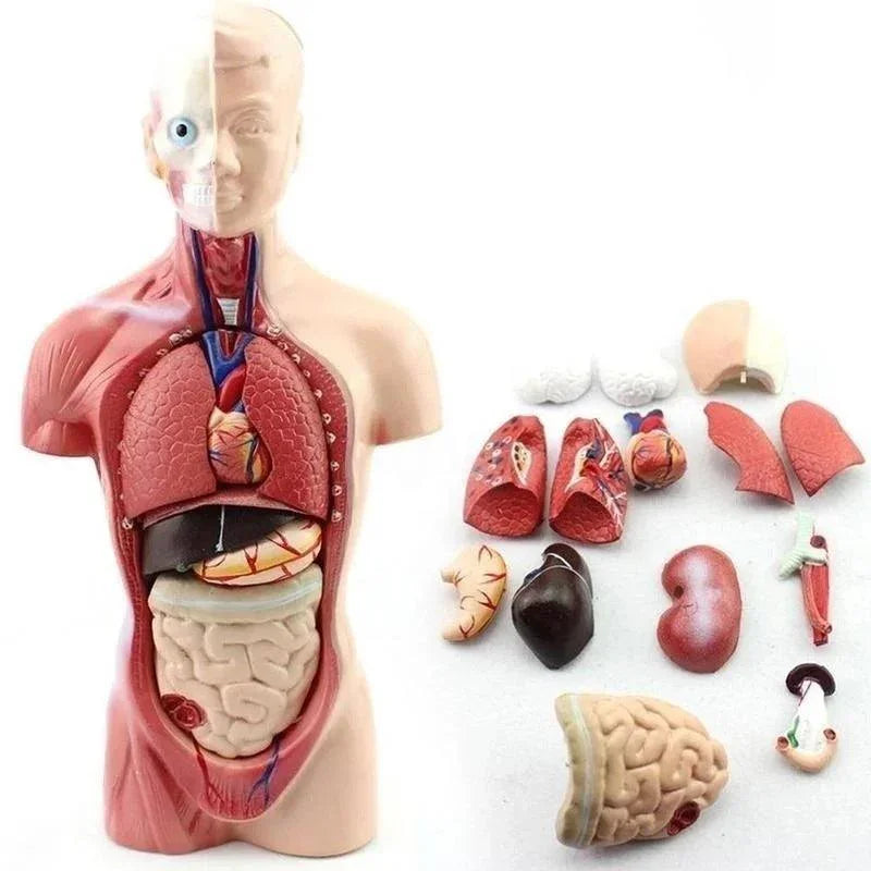 Modelo anatômico do tronco humano de 28 cm