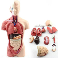 Modelo anatômico do tronco humano de 28 cm