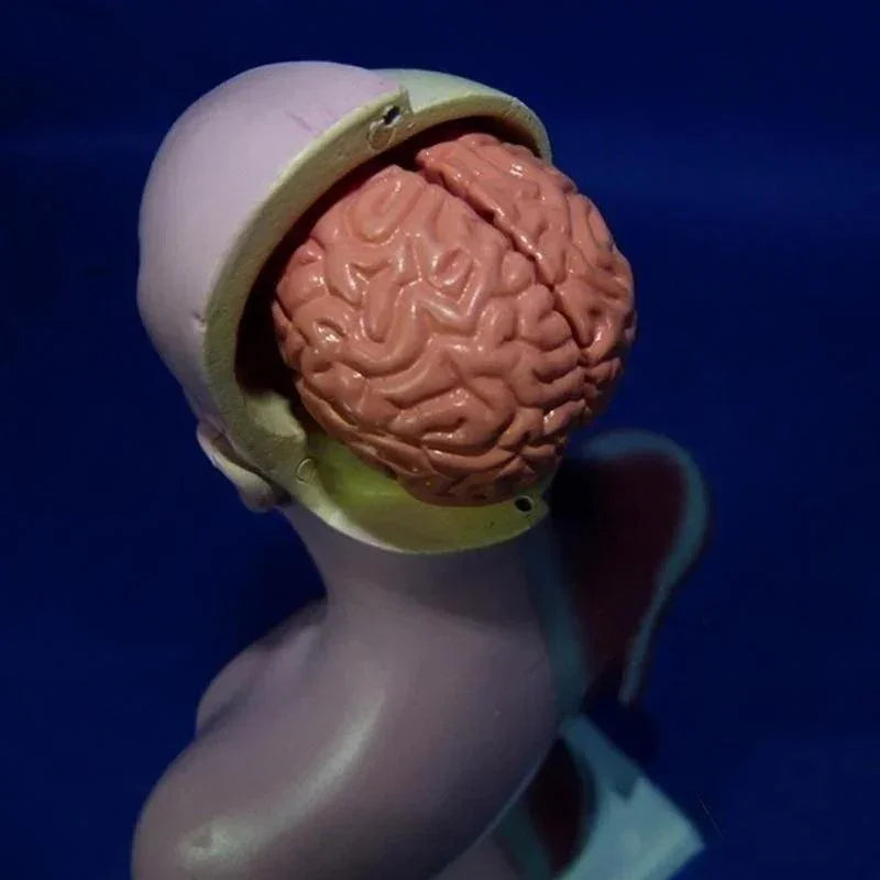 Modelo anatômico do tronco humano de 28 cm