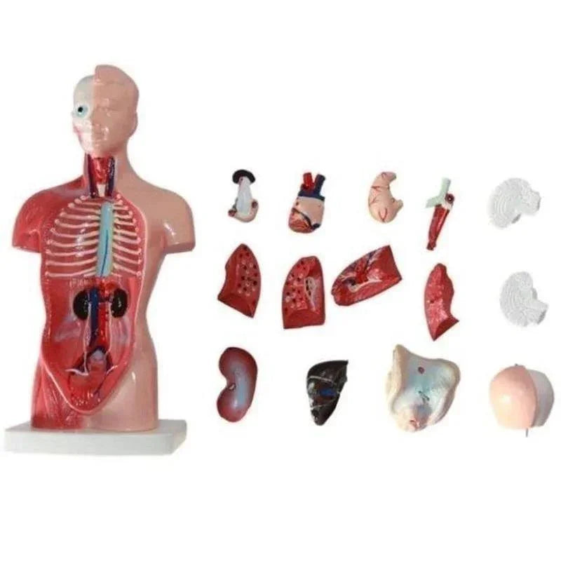 Modelo anatômico do tronco humano de 28 cm